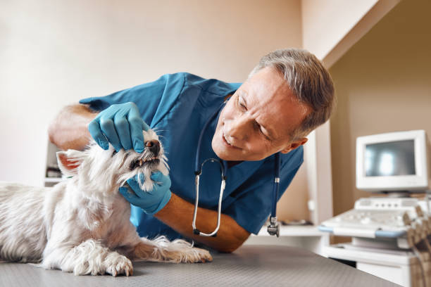 Best Emergency Treatment for Dental Infections or Abscesses in Clifton Forge, VA
